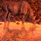 Thumb Ein Nashorn in der D�mmerung